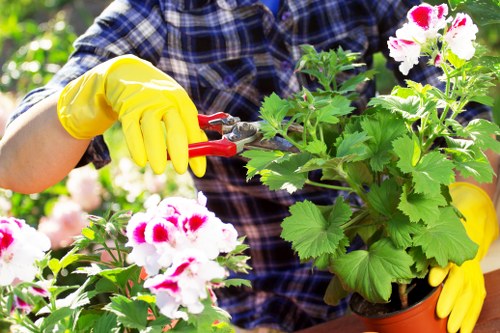 The image shows a gardener wearing a blue and black checkered shirt and bright yellow gardening gloves, carefully trimming a potted geranium plant with pink and white flowers. The plant is lush with green leaves and vibrant blooms, positioned in the foreground of the outdoor garden scene. In the background, additional greenery and flowering plants are visible, suggesting a well-maintained garden space typical of high-quality gardening services in Highgate. The natural lighting indicates a sunny day, highlighting the healthy appearance of the plants and the meticulous attention to gardening care. This scene reflects professional outdoor maintenance and planting activities commonly provided by Gardening Services Highgate, emphasizing their expertise in garden pruning and plant care within the local area. The overall setting showcases a focus on vibrant floral displays and well-organized garden elements, supporting the aesthetic appeal and health of residential outdoor spaces in the region.