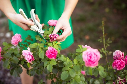 A close-up of a gardenerâ€™s hands using pruning shears to trim a pink rose bush in a well-maintained garden. The rose bush features vibrant pink flowers and healthy green leaves, situated in a landscaped outdoor space. In the background, there is dark soil or mulch surrounding the plant, with additional green foliage and a few other plants visible, indicating a neatly arranged garden area. The gardener is wearing a green outfit, and the scene appears to be outdoors in natural daylight, with a slightly blurred backdrop that emphasizes the focus on the pruning action and the flowering shrub. This image illustrates typical garden maintenance practices relevant to high-quality garden and landscaping services in Highgate, supporting a professional outdoor environment and aesthetic appeal.
